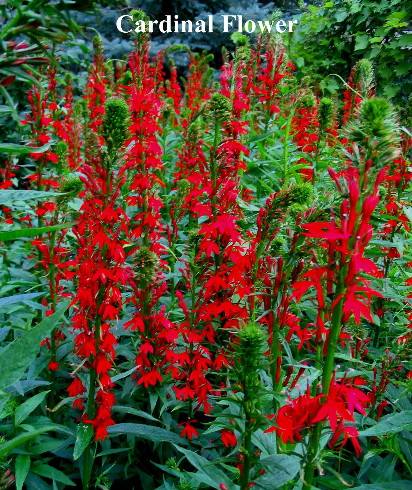 Cardinal Flower