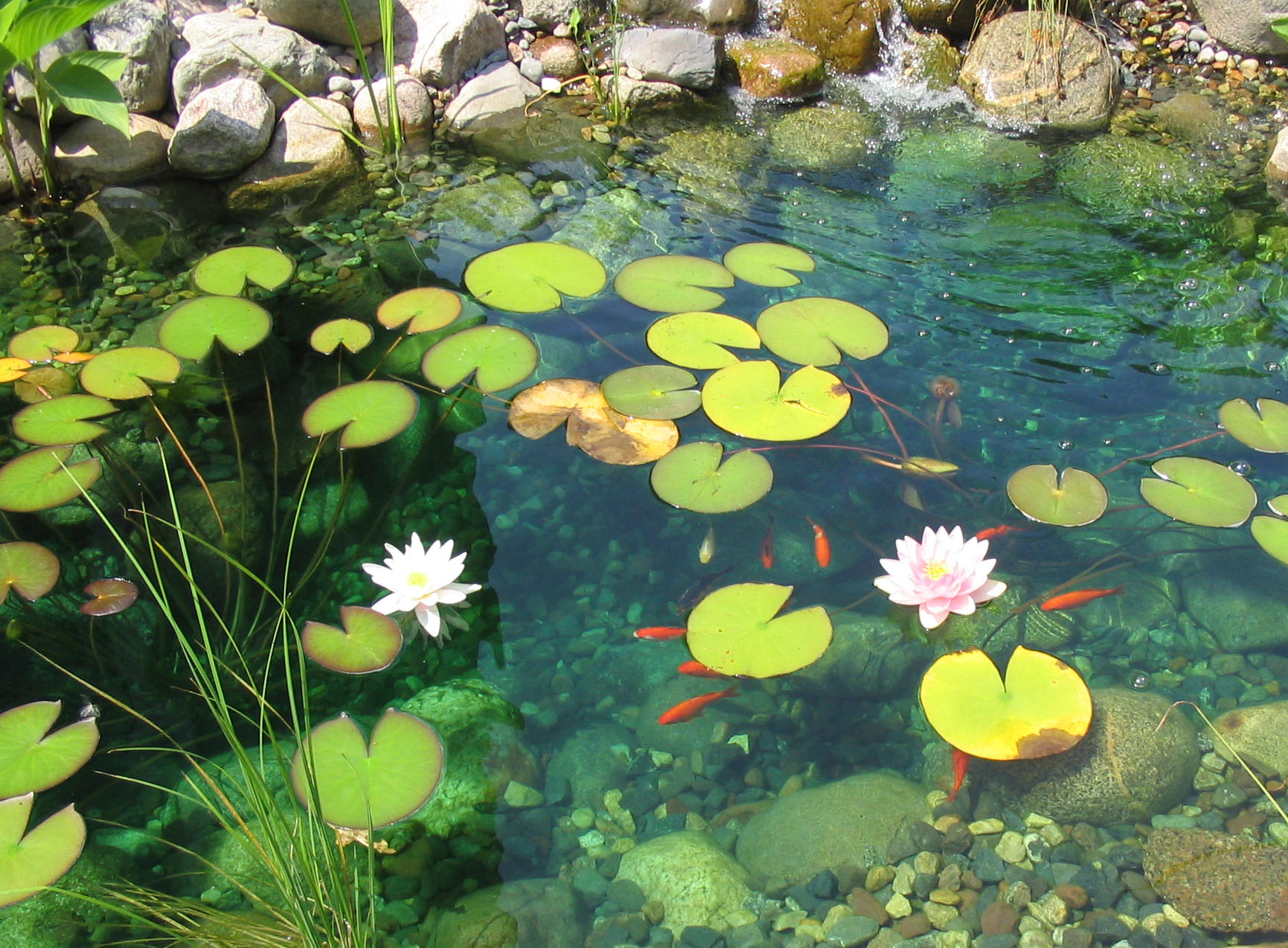 Lily pads and Coi fish