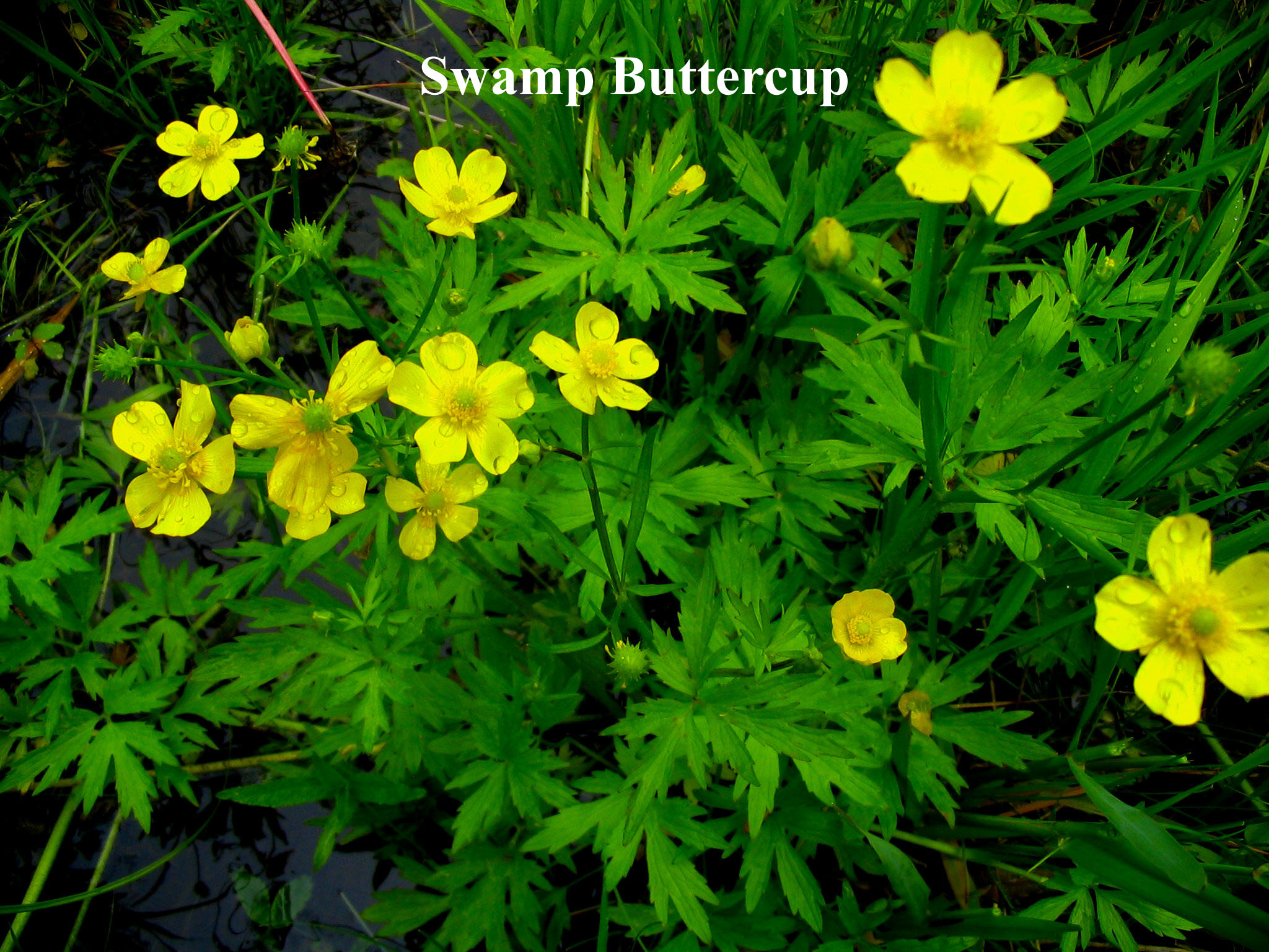 Swamp Buttercup