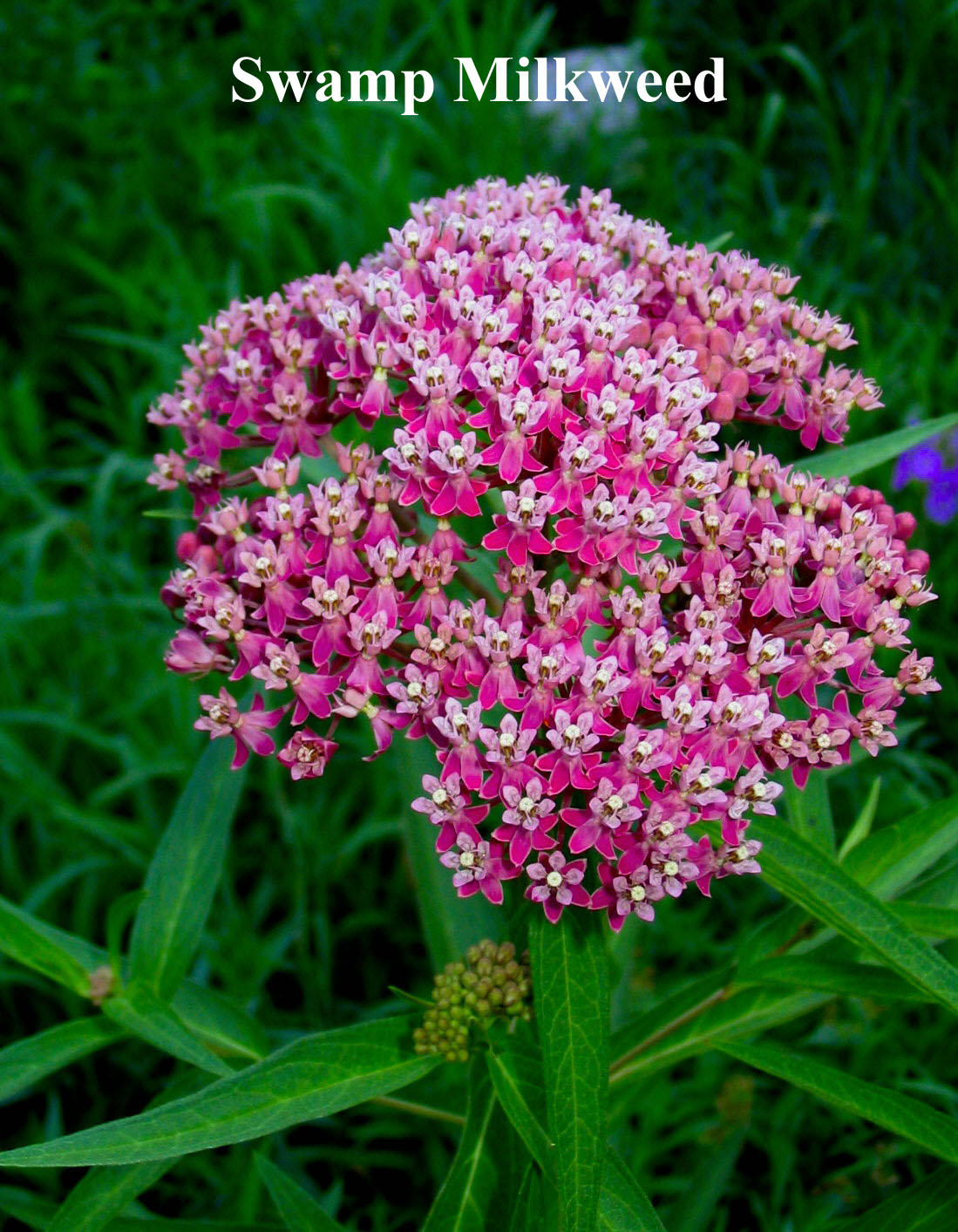 Swamp Milkweed